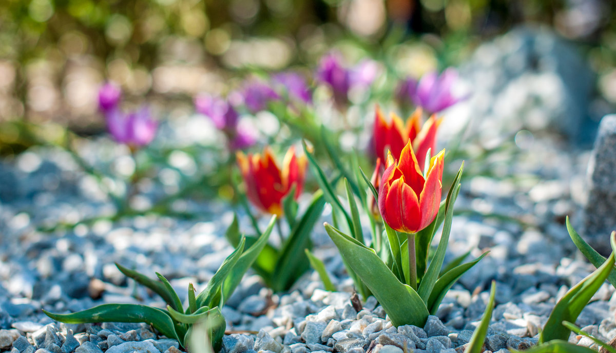 Keukenhof - Дарья Гутинская