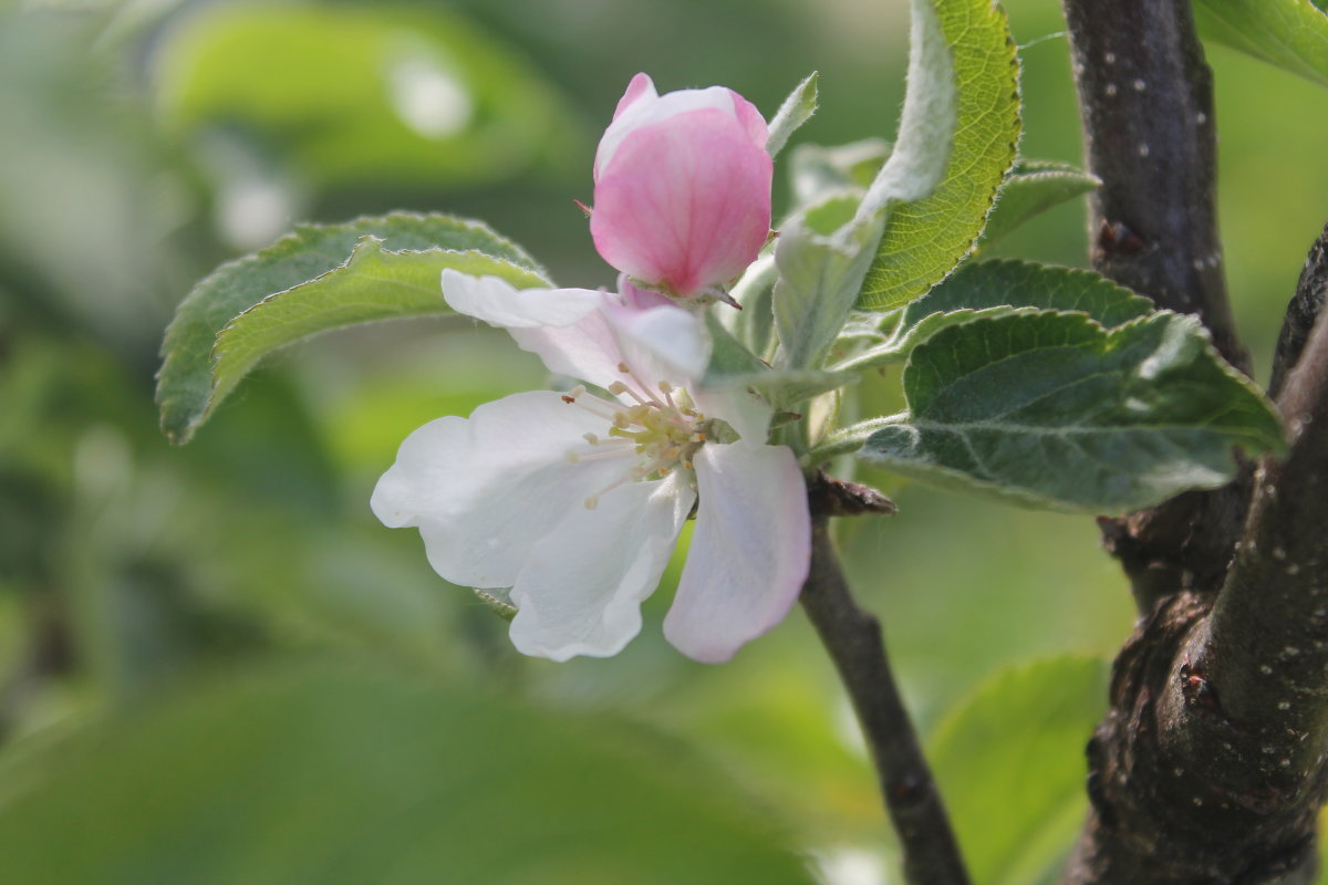 Яблонька в цвету - Светлана 