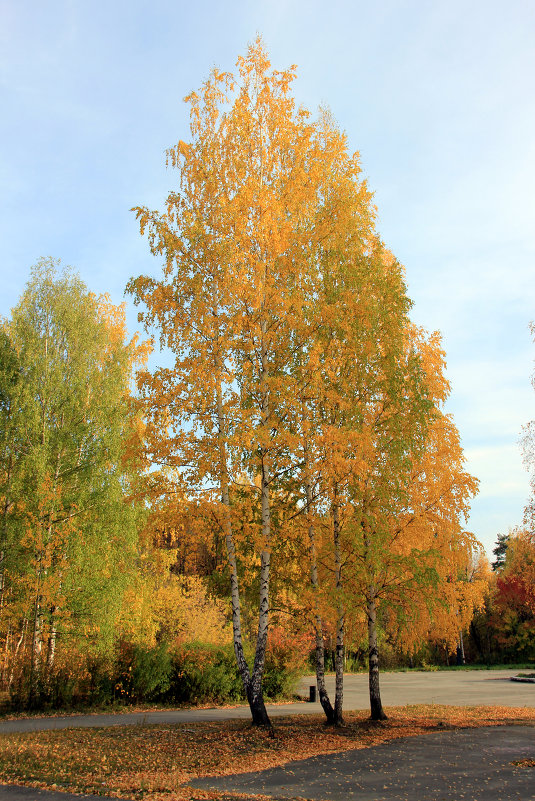 Осень в парке - Сергей Захаров