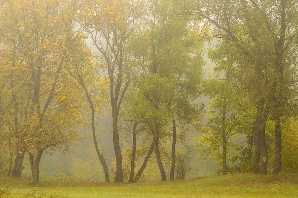 Осень туманная - Сергей Корнев