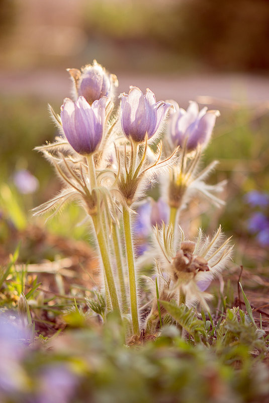 Апрельские цветы - Елена Журавлева