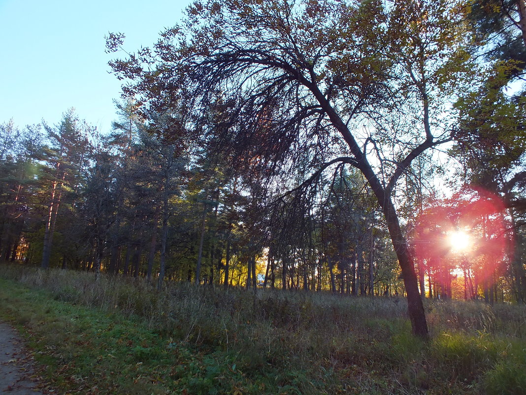 Закат солнца в парке - Танзиля Завьялова
