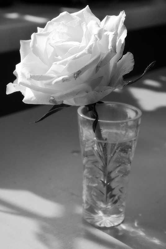 белая роза эмблема... - Сергей Черных