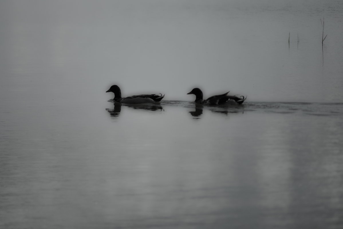 lake and duck - Ирина Секачева