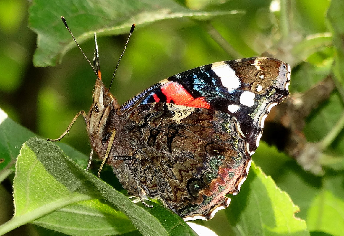 Aglais urticae или просто шоколадница ))) - Павел WoodHobby