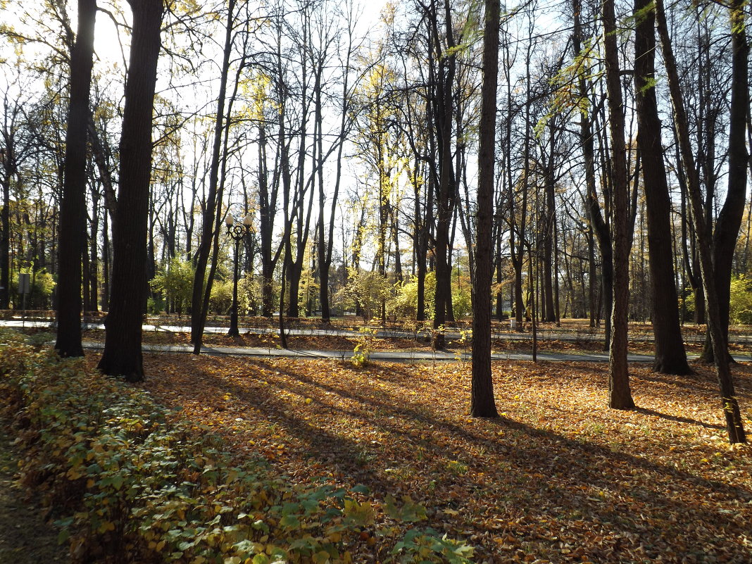 Осень в парке - Cergey 