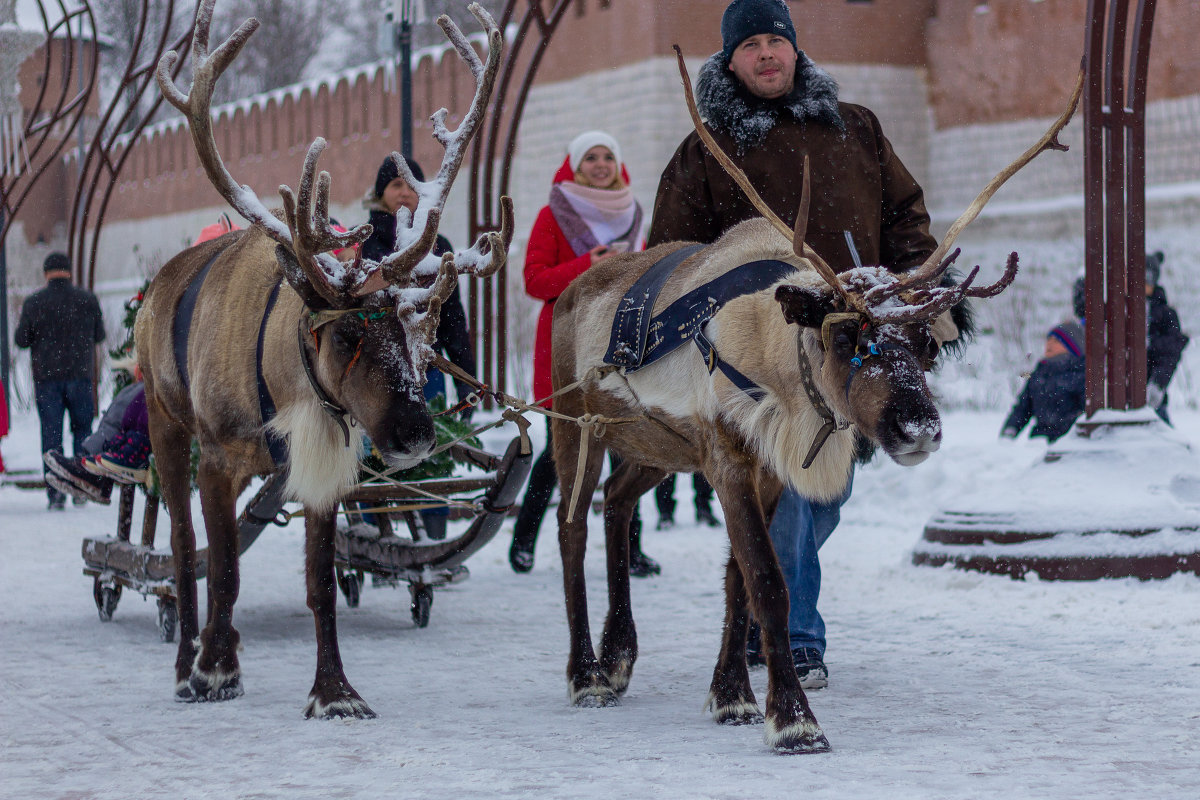 Северные олени в Туле - Любовь Головина