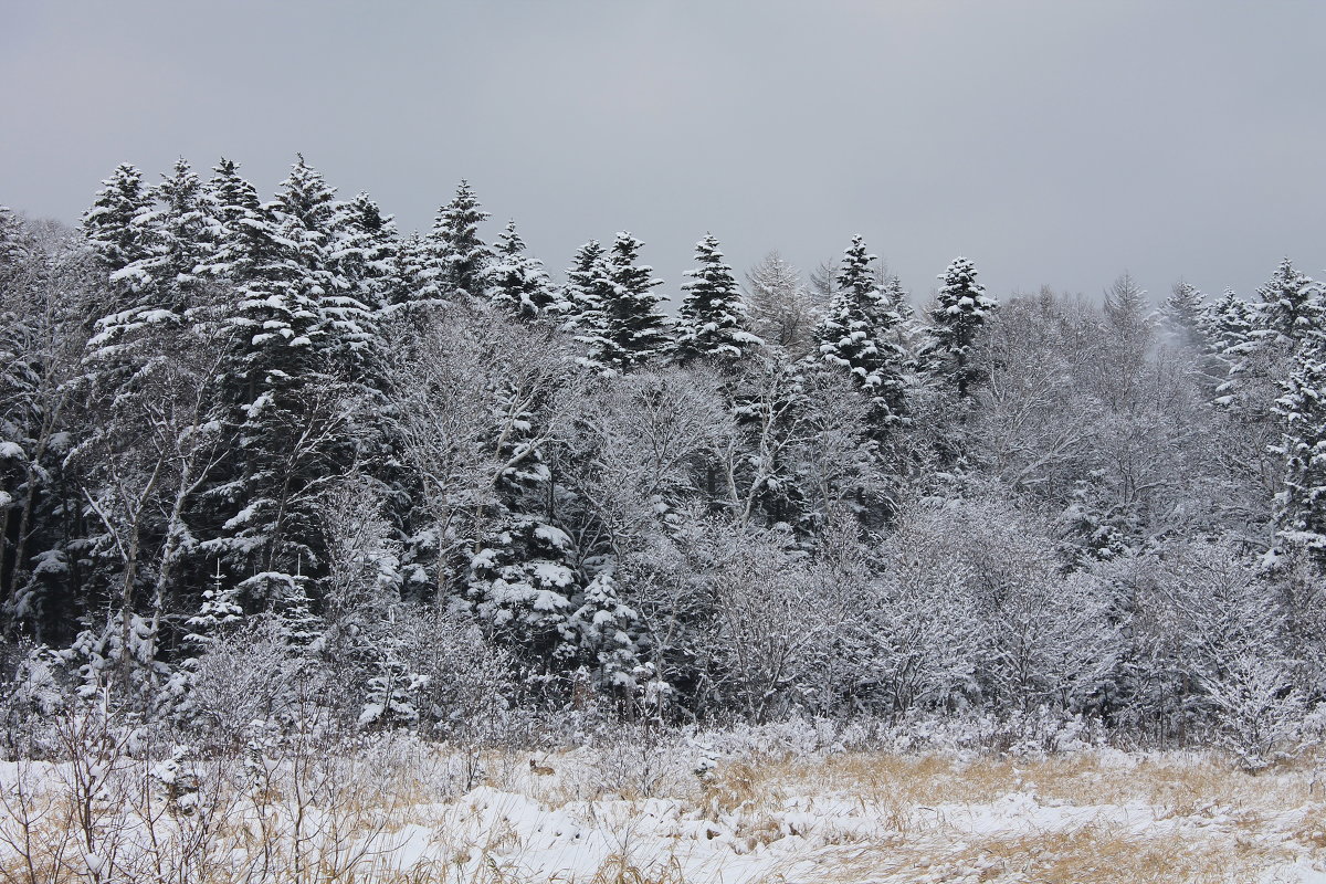 Снежный лес - Екатерина Генералова