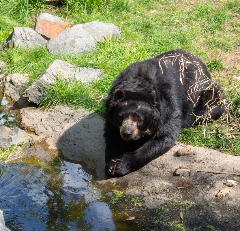 Черный медведь - Witalij Loewin