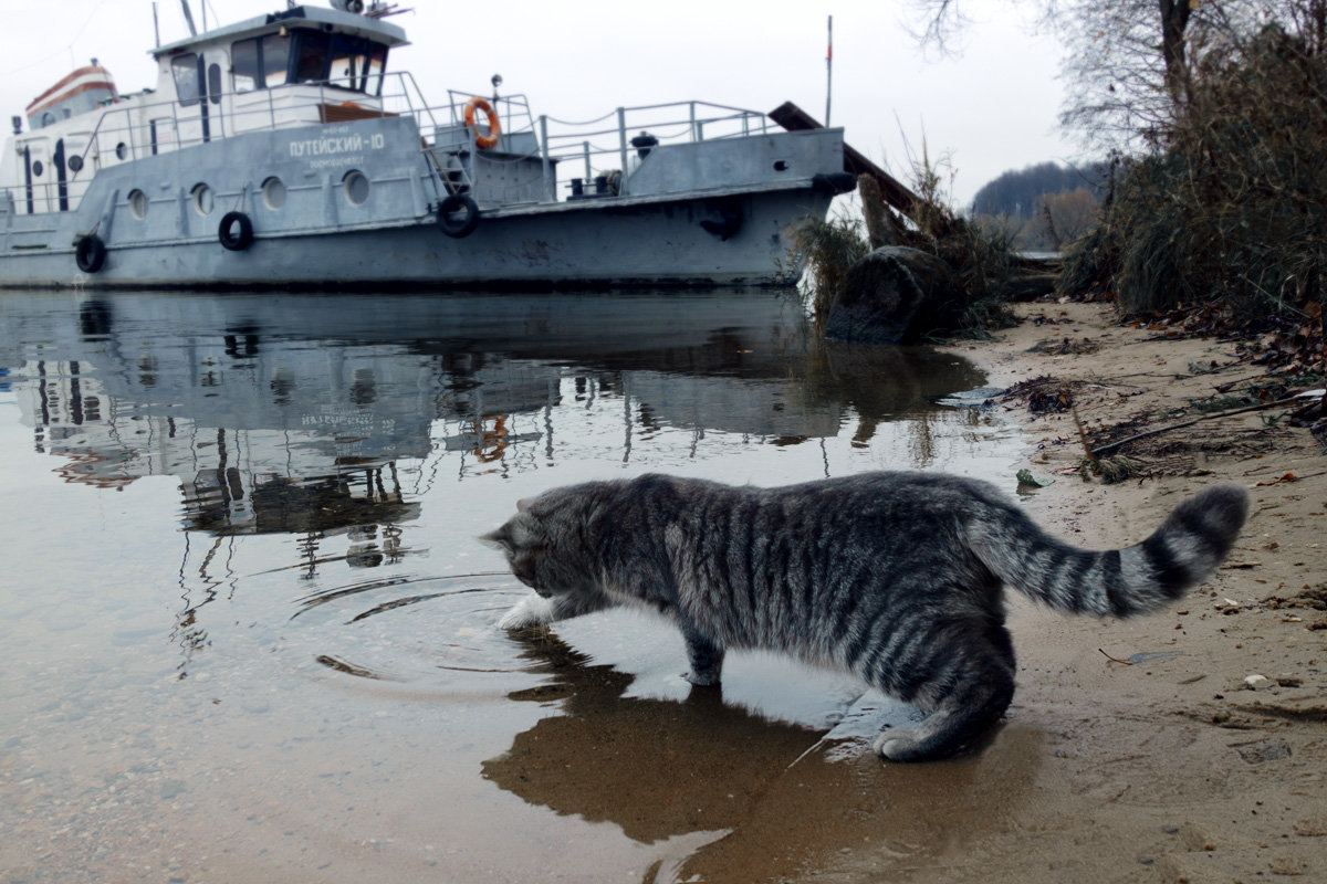 Однажды кот собрался на рыбалку... - Gen Kor