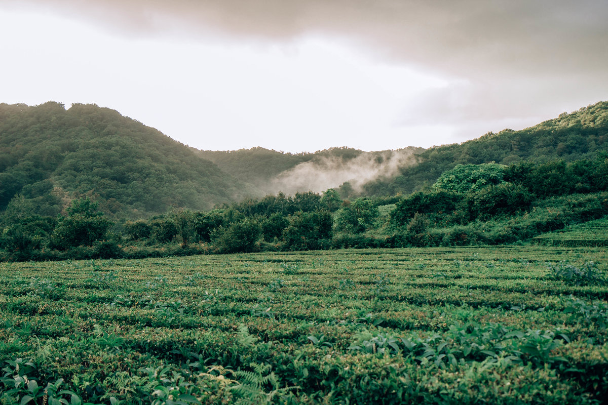 Чайные плантации в Краснодарском крае - Kate Knyazeva