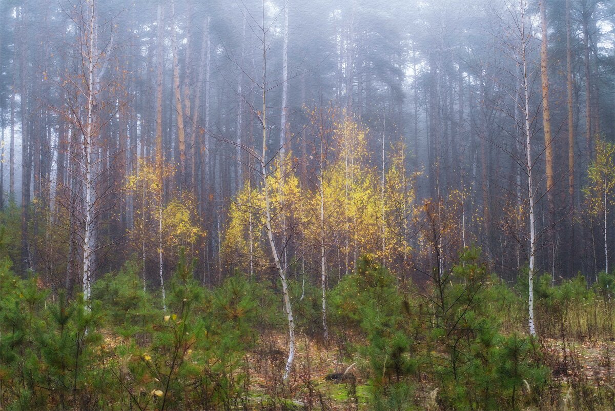 Осень в лесу - Михаил 