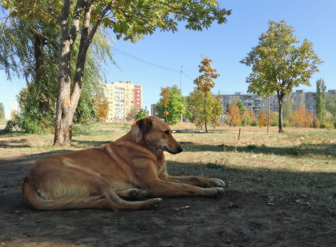 Рыжая собака в осеннем парке - Алексей 