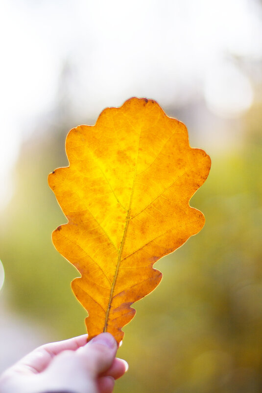 Осенний лист - Фотограф Ирина Белянина