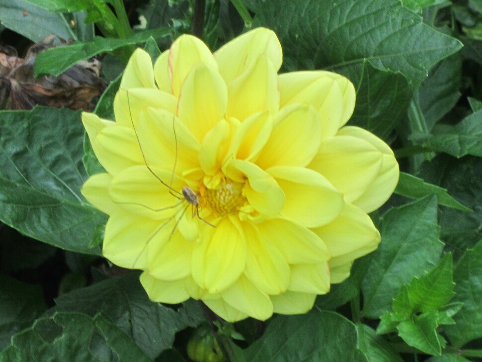 На жёлтый цветок залез паучок - Дмитрий Никитин