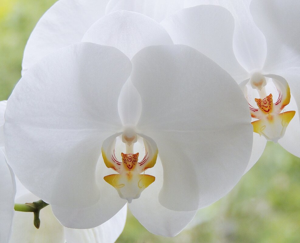 Белая орхидея на моем окне - Ирина Козлова