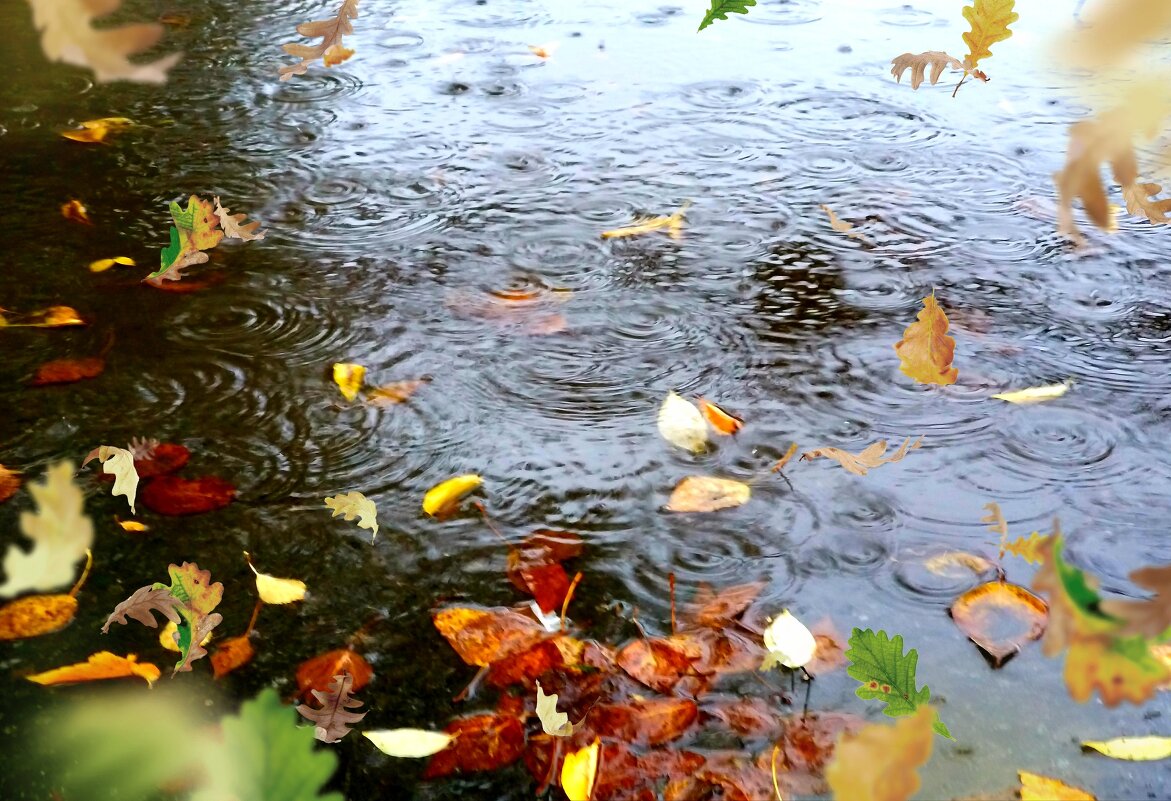 Осень, осень, лес остыл и листья сбросил - Marina Pelymskaya