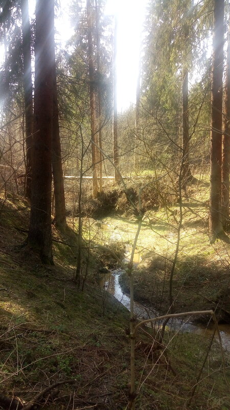 Весна в лесу - Елена 