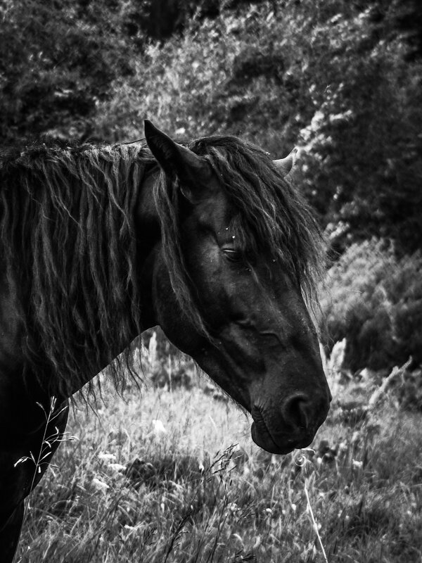 Одинокий конь - Андрей Анкудинов