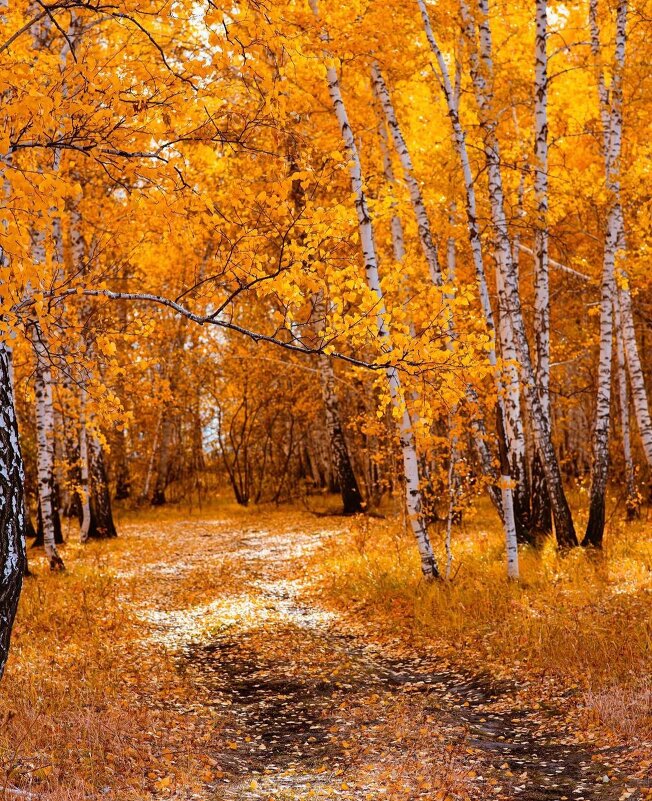 Осень Щепкинского леса