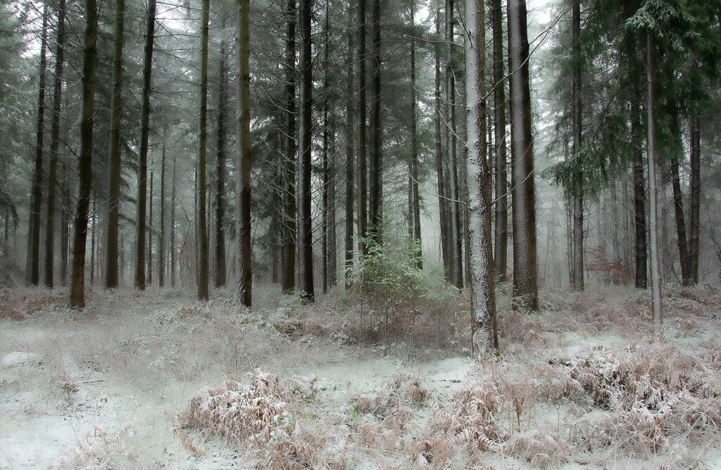 Зимний бургундский лес - Lyudmyla Pokryshen