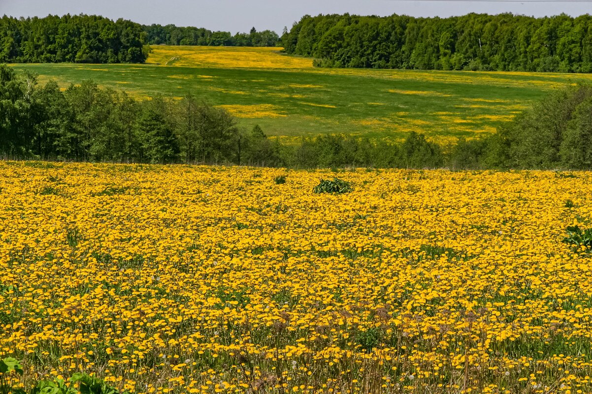 Поле в жёлтых тонах - Фотограф МК