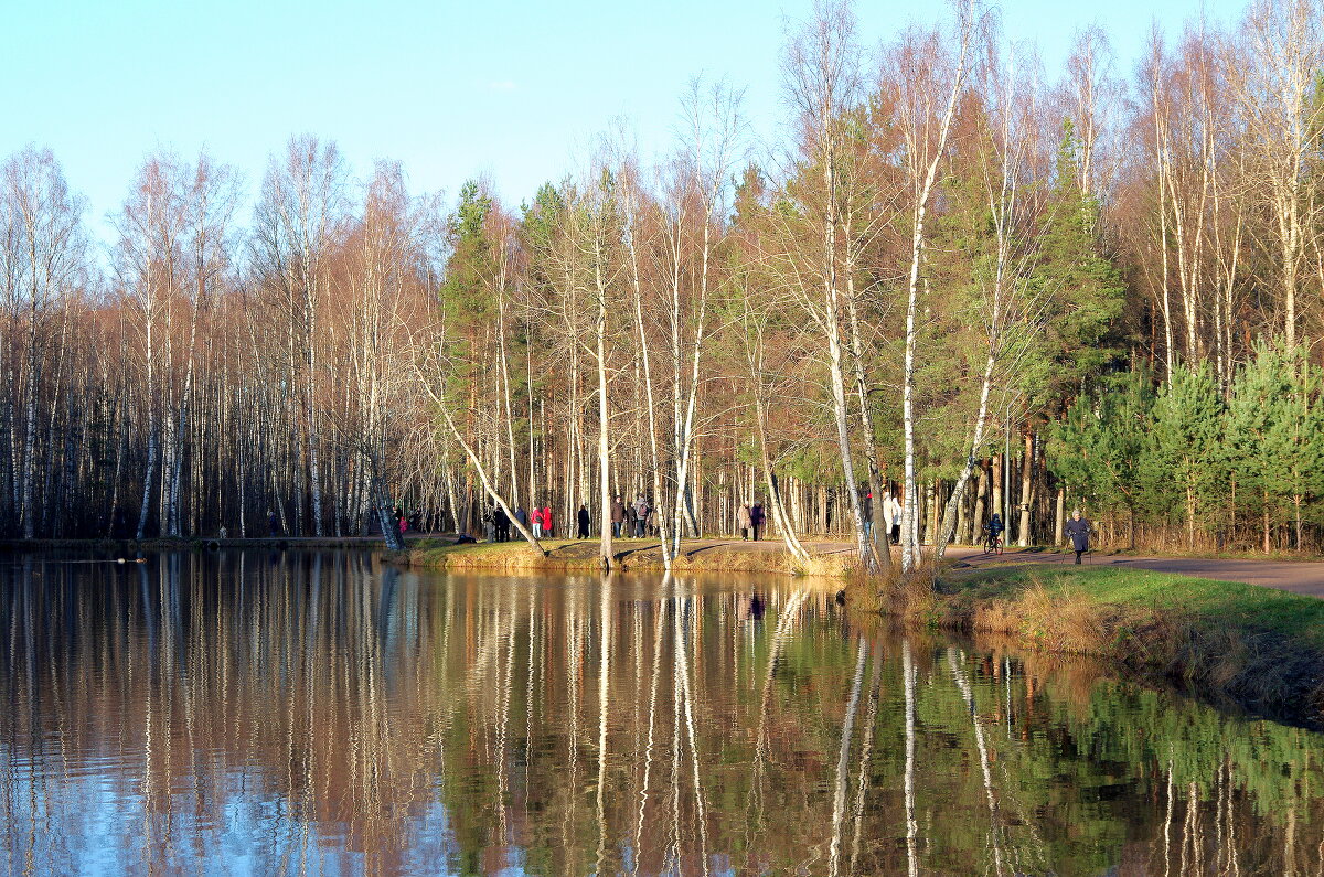 Пруд в Сосновском парке СПБ - Валерий Новиков