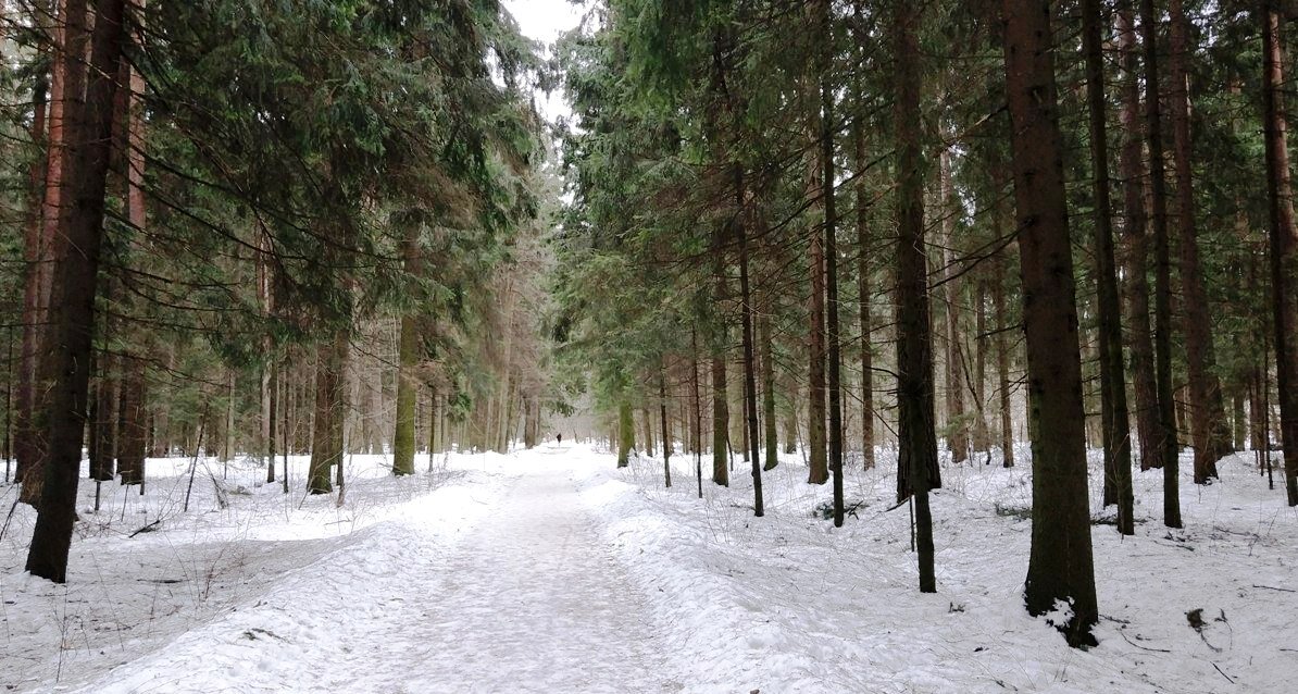 В царстве зимнего леса - Ольга Григ