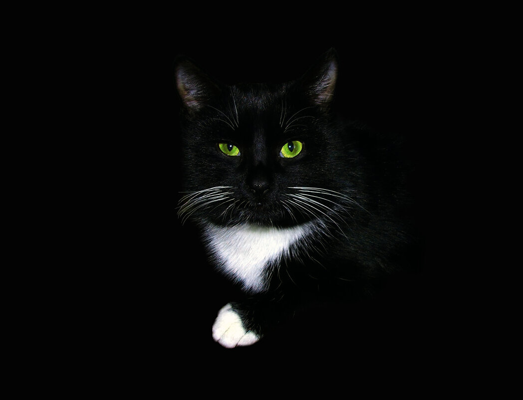 Чёрный кот - Валерий Баранчиков