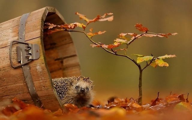 Приятна осень ёжикам - ИРИШКА КАЗАКОВА