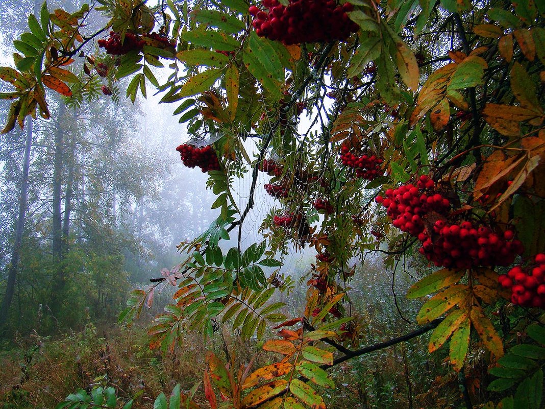 КРАСКИ ОСЕНИ - Александр Шадраков