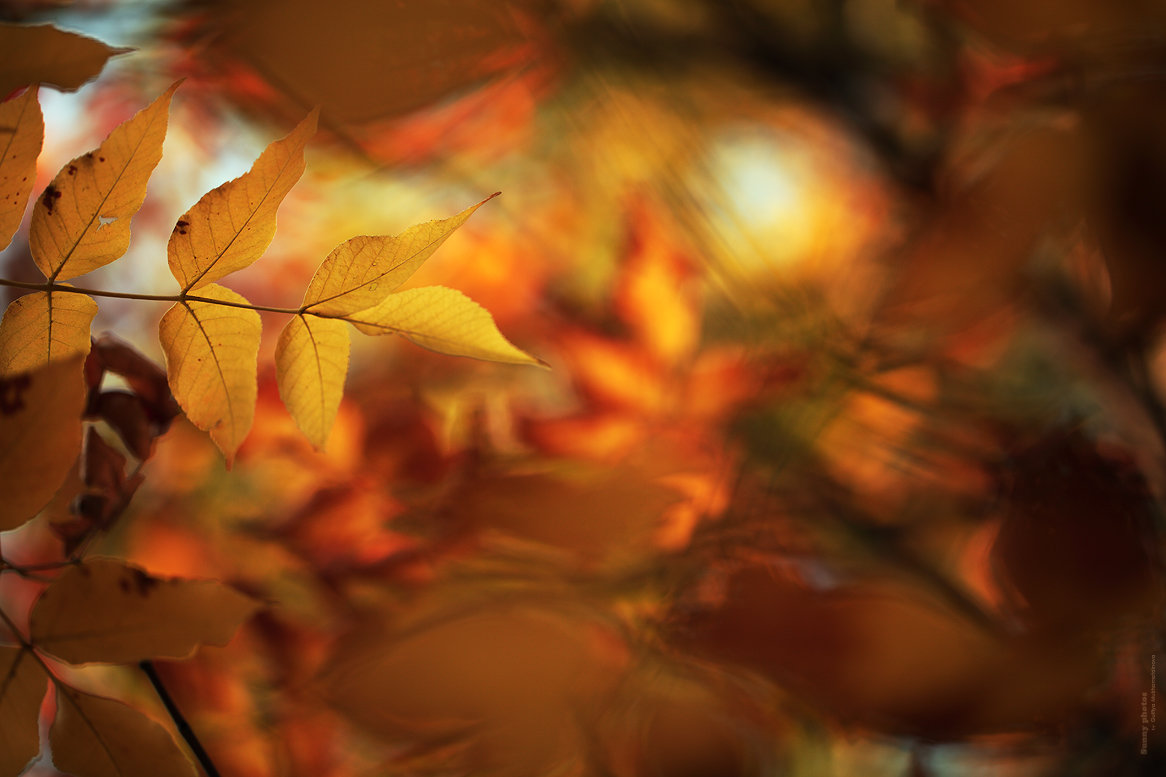 Осенний мираж - Gulfiya Sunny photos