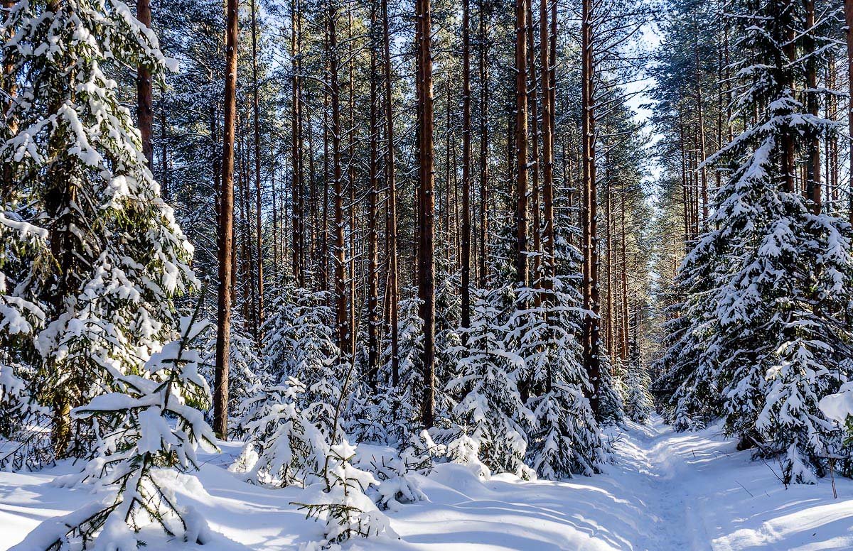 Зимнее Лесное царство