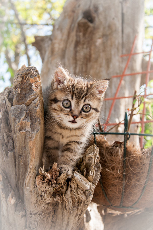 Котенок - Денис Сидельников