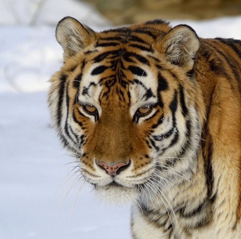 Амурский тигр - Aleks 