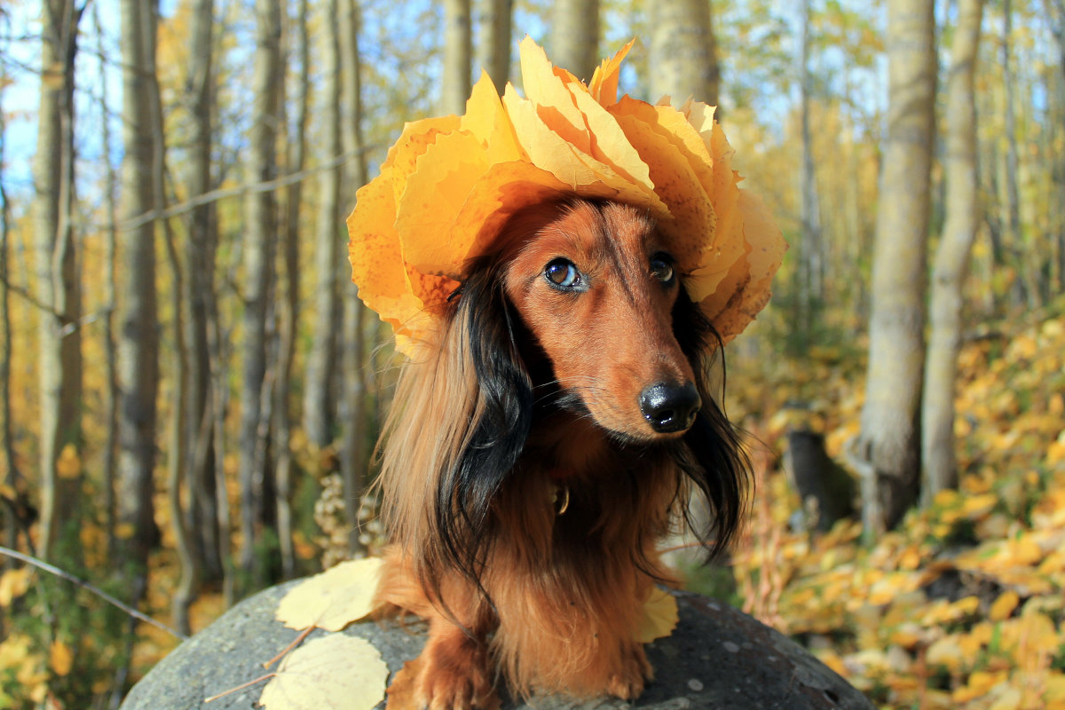 Осенний пес - Наталья 