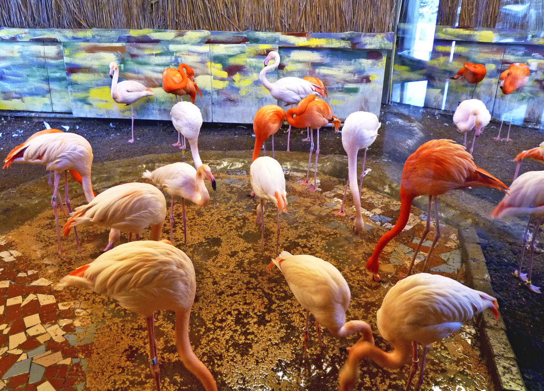 Фламинго в Рижском зоопарке. - oleg 