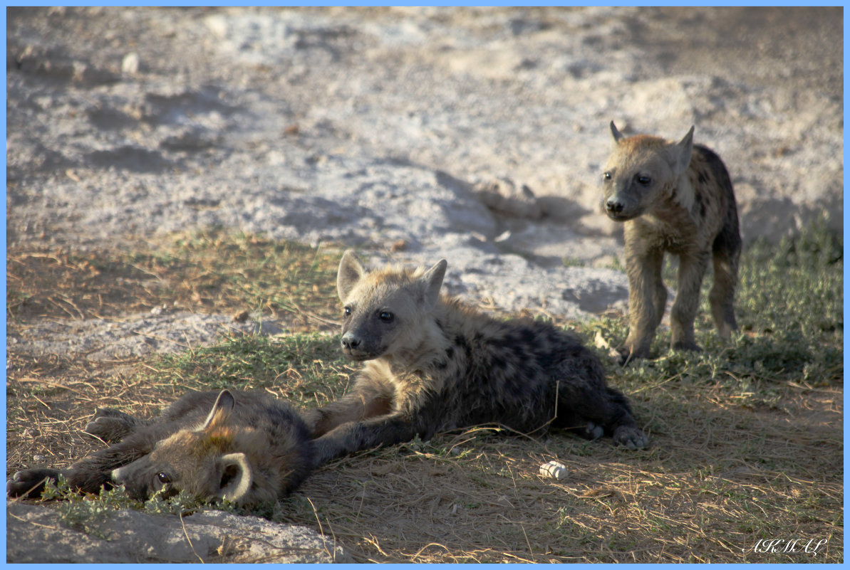 Babe! Hyenas. Amboseli - акмал 