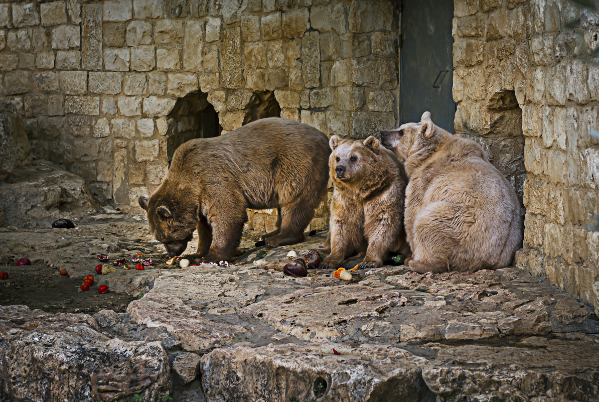 Три медведя - Леонид Лившиц