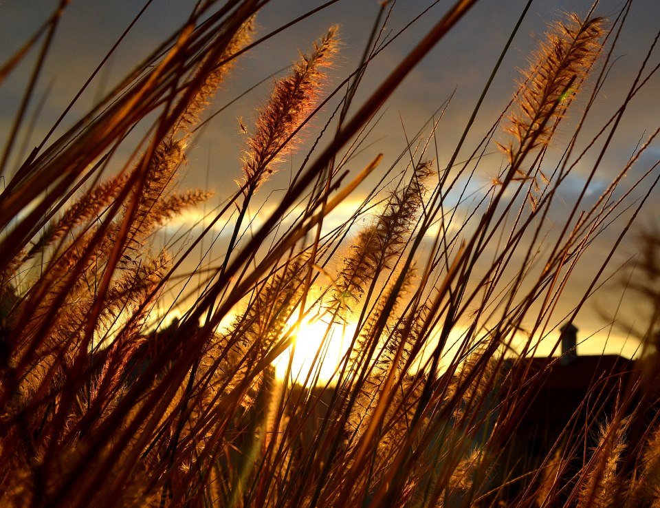 sunset grass - Valentina Severinova