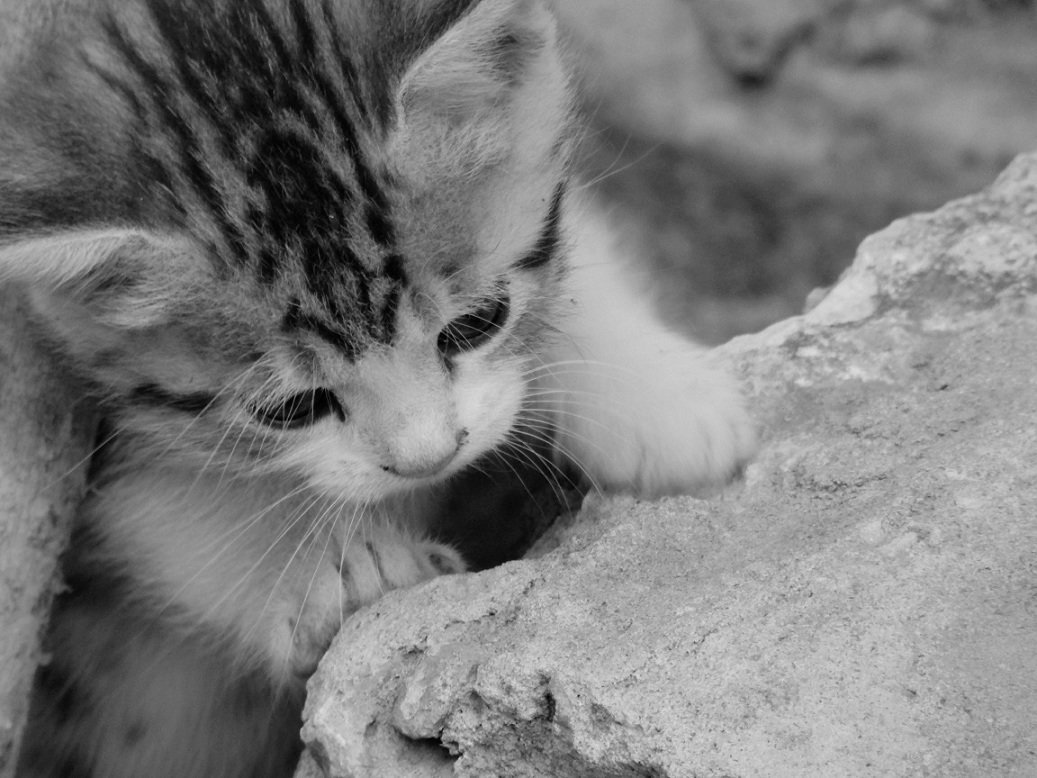 Котенок , который живет на улице. - Яна Измайлова