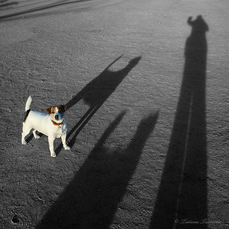 Прогулка с собаками - Татьяна Тарасова
