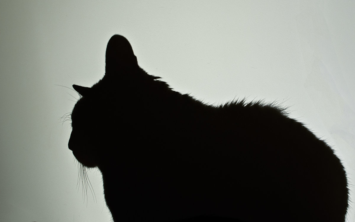 Тень простая, кошачья - Allika B