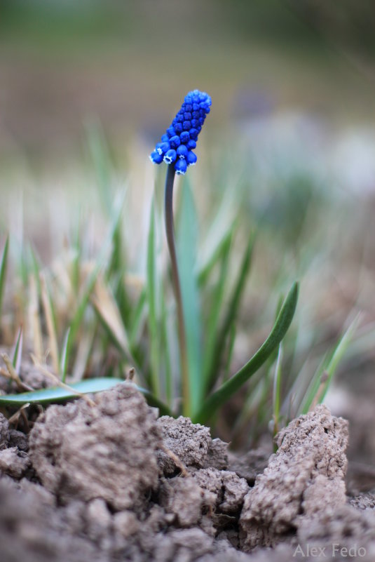 Muscari Colchicum - Александра Федосеева