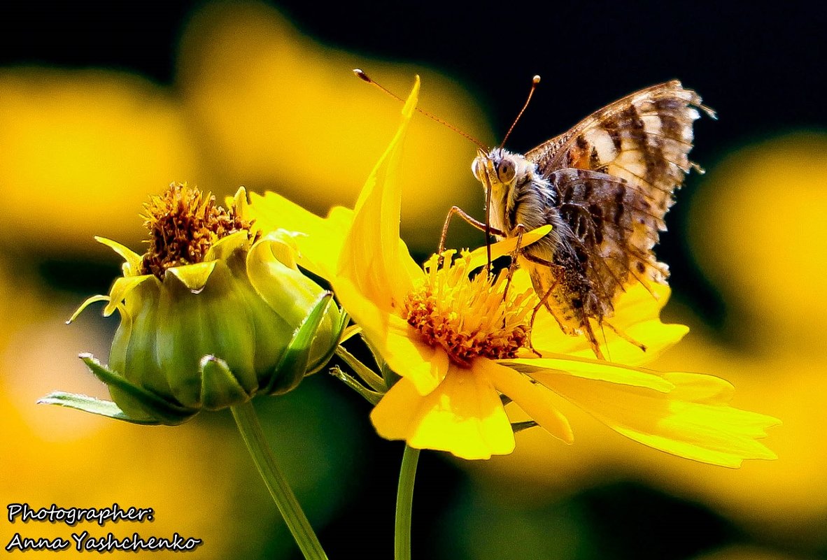 butterfly on flower)) - Анна Ященко