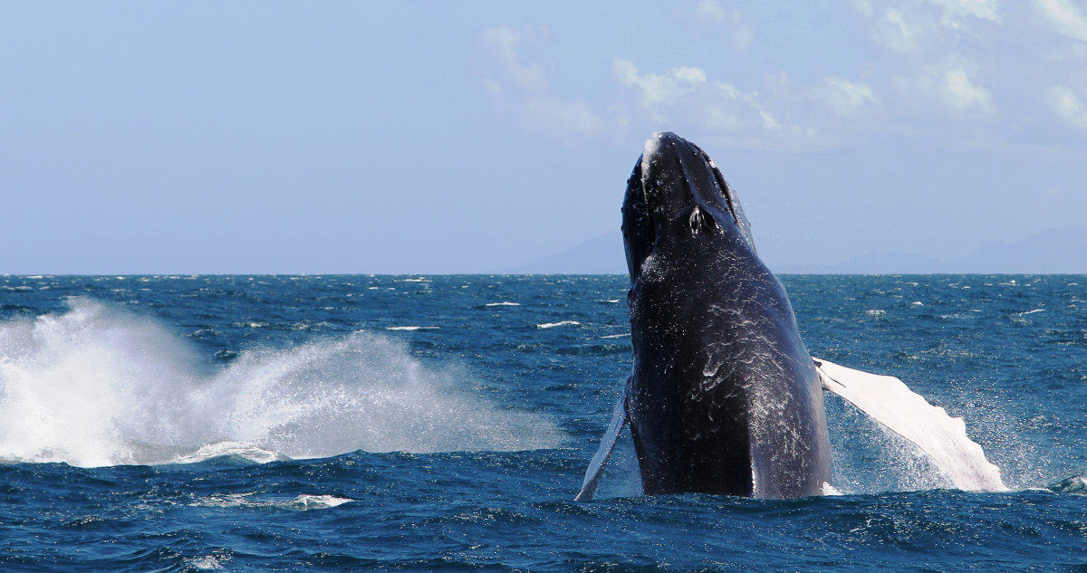 фото-охота на горбатых китов! - Станислава Боо