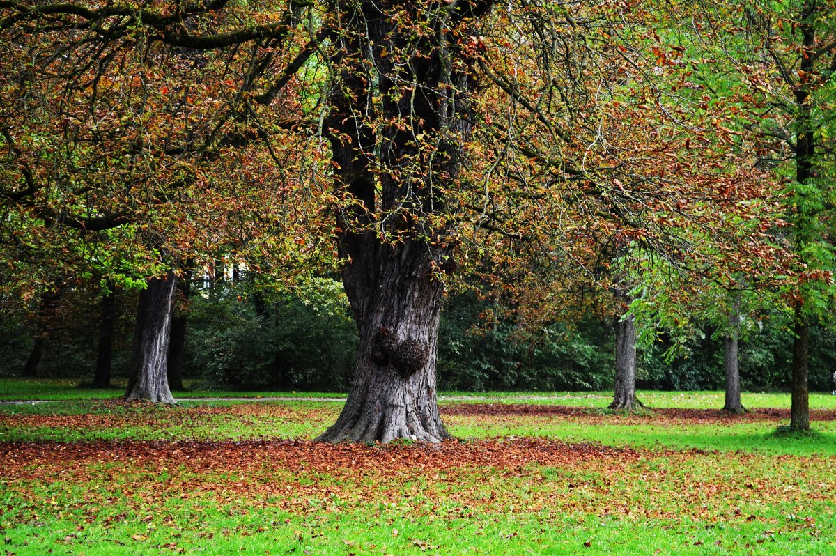 Baum - Annette Miller