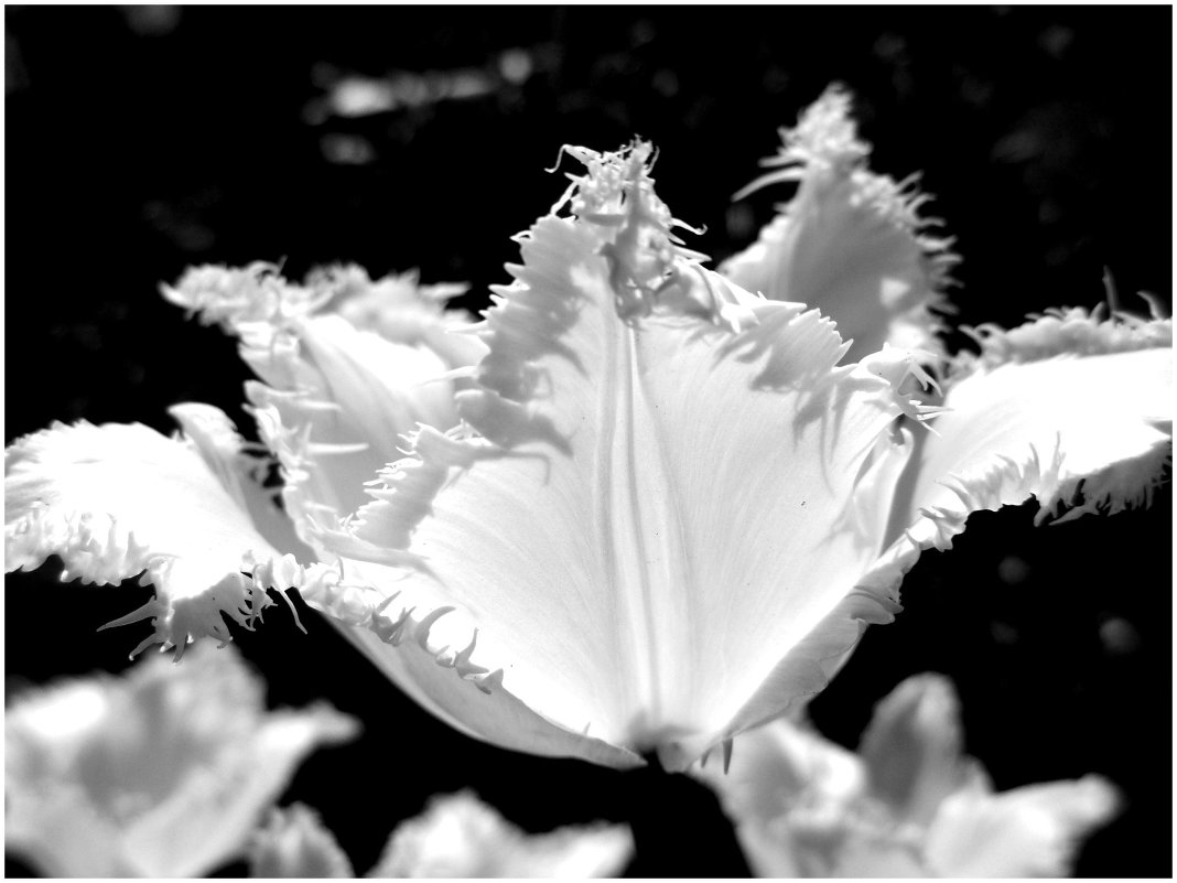 Белоснежный тюльпан - евгения 