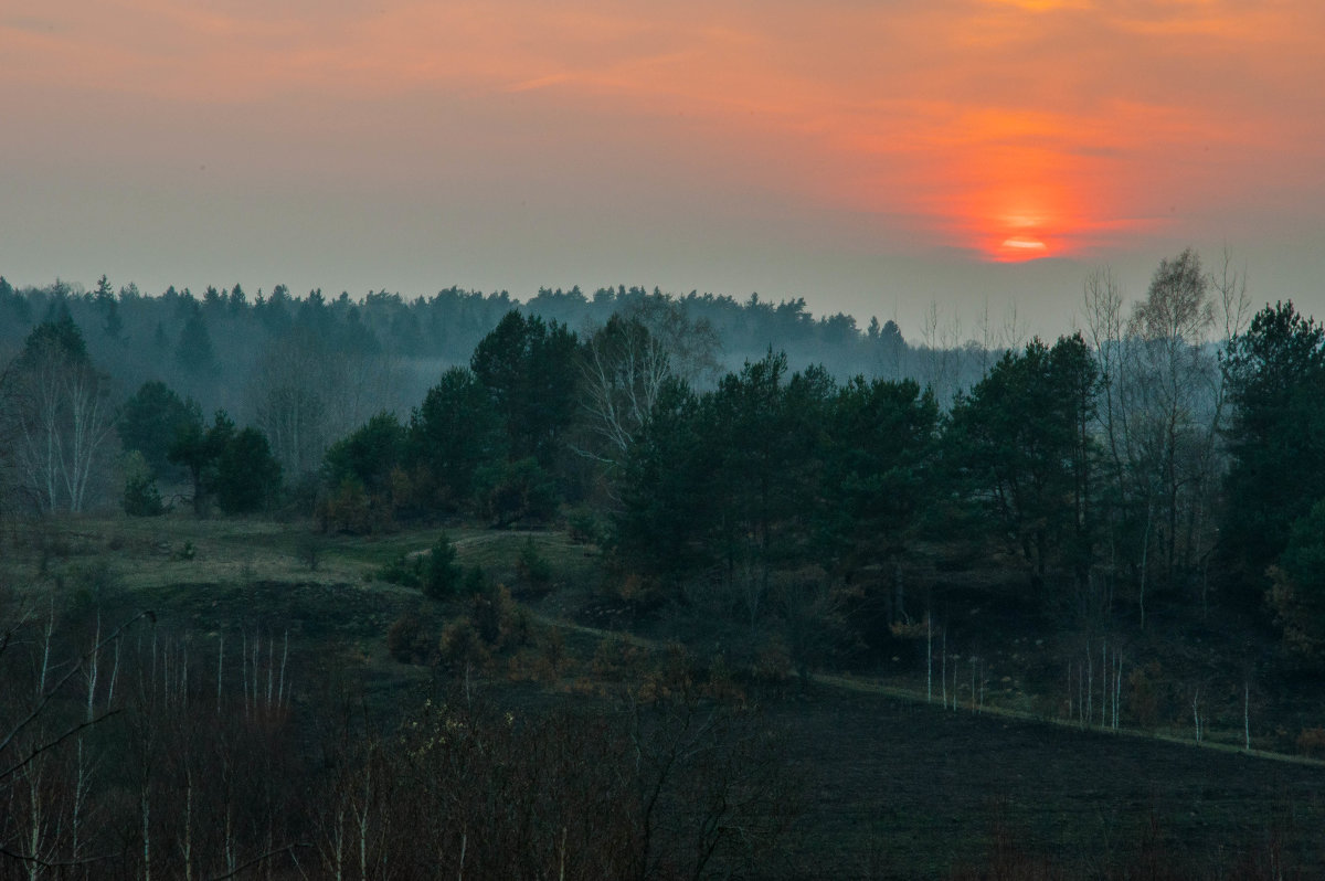 Закат над лесом - Александр Коржавин
