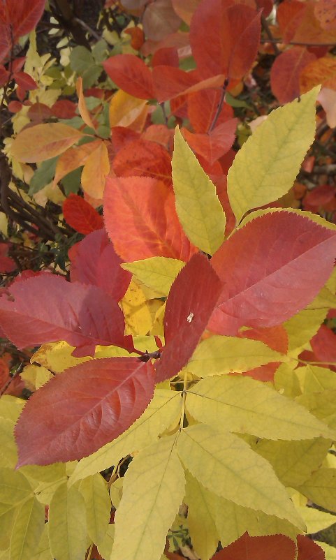 Осенние краски - Светлана 